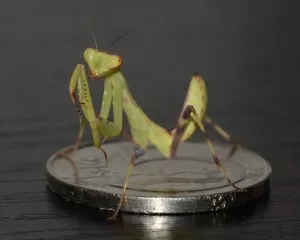Hierodula patellifera