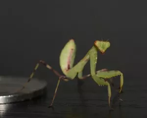 Hierodula patellifera
