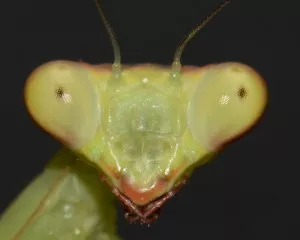 Hierodula patellifera