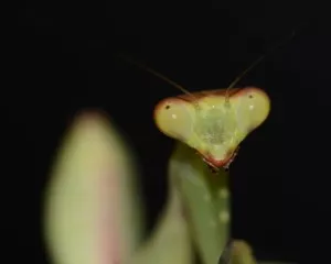 Hierodula patellifera
