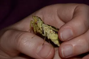 Samice Creobroter gemmatus