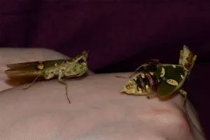 "Co chceš? Di pryč!"