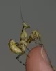 Creobroter gemmatus