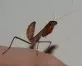 Popa spurca