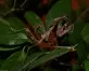 Kudlanka malajská (Deroplatys dessicata)