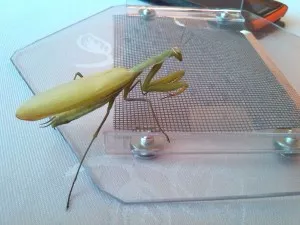 Pepa