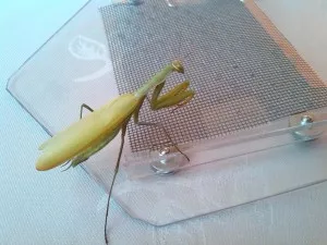 Pepa