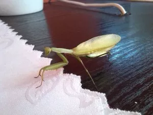 Pepa