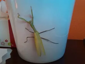 Pepa