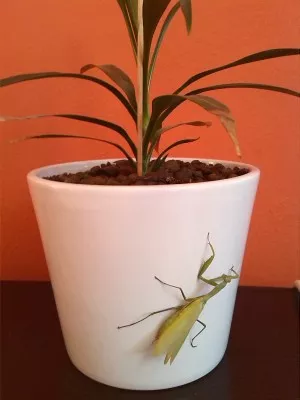 Pepa