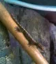 Gekon panenský  (Lepidodactylus   lugubris)