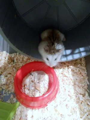 krátká pauza po běhání v kolečku :)