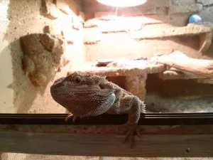 "Hej! Máš ňáky cvrčky?"