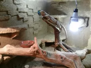 lebedí si, lebedí