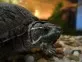 Klapavka obecná (Sternotherus odoratus)