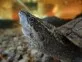 Klapavka obecná (Sternotherus odoratus)