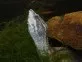 Klapavka obecná (Sternotherus odoratus)