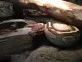 Krajta královská  (Python regius)