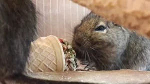 Zeleninový kornoutek :-)