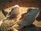 Pogona vitticeps