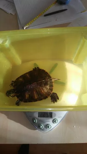 váženie Nemo