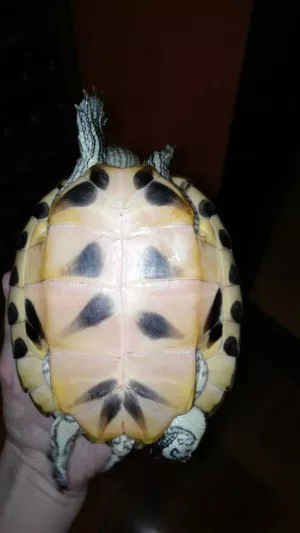 plastron Bubu