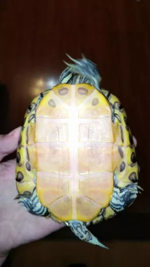 plastron Nemo (konecne sa mu zacina pancier pekne cistit a odpadavaju stare stitky)