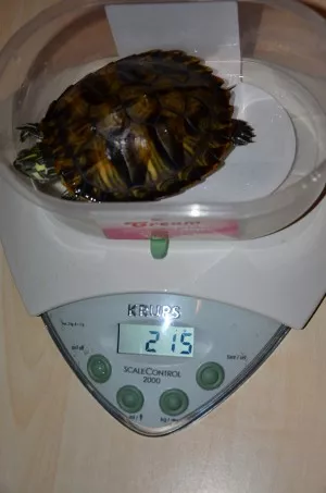 váženie