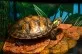 Želva žlutolící  (Trachemys scripta scripta)