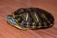 Trachemys Scripta Elegans / Troostii