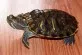 Trachemys Scripta Elegans / Troostii