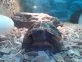 Želva zelenavá  (Testudo hermanni)
