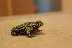krasaveček :)