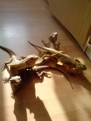 Stále takto běháme