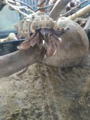 -