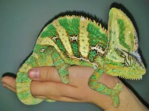 Obyvatel terária