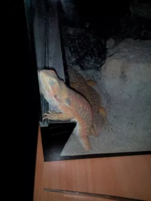 Zico a její skvělá spací poloha  :-D