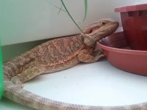 Loki relaxuje