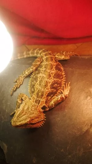 Zajimave pozy pri spanku