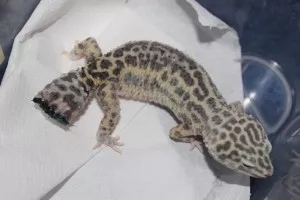 Marodek