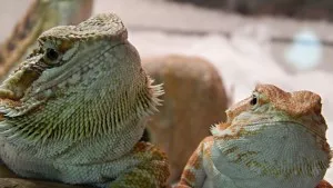Lumpice s bráškama