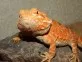 Agama vousatá  (Pogona vitticeps)