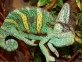Chameleon jemenský  (Chamaeleo calyptratus)