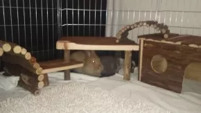 Nelka & Belka