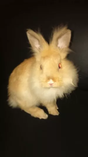 Belka 12týždňov