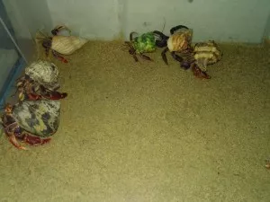 V přechodném boxu