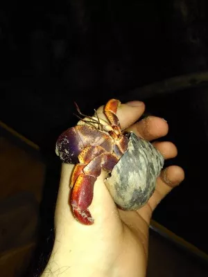 -