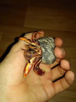-