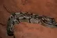 Krajta královská  (Python regius)