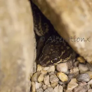 Panther gecko